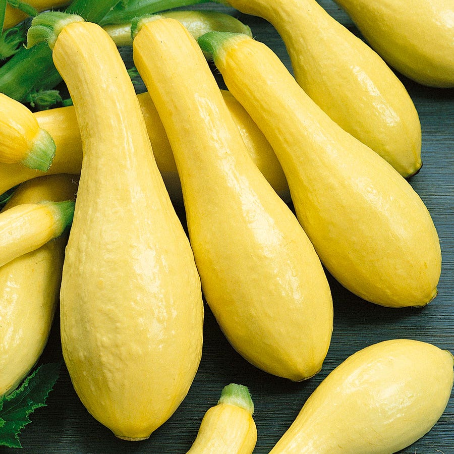 Squash Seeds