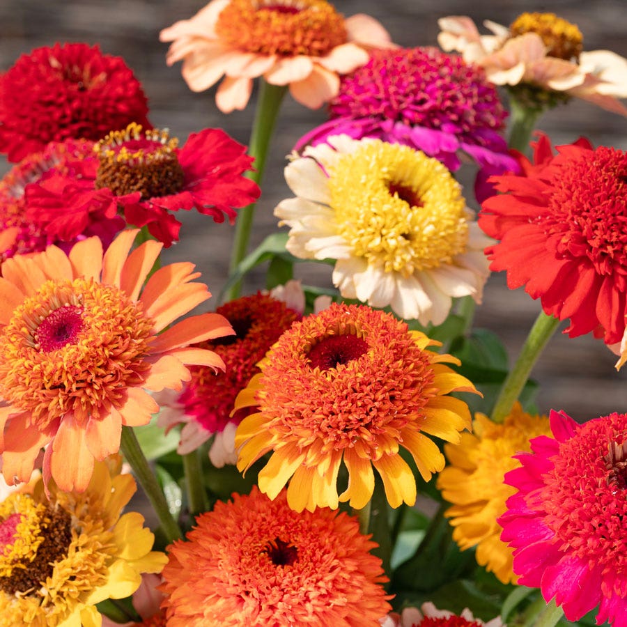 Zinnia Seeds