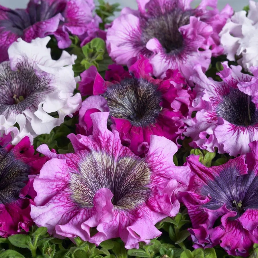 Petunia Seeds