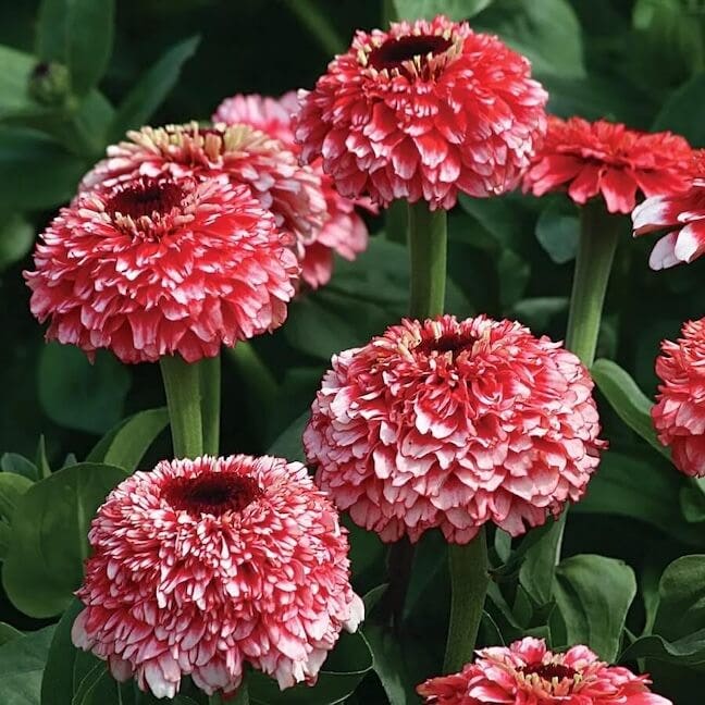 New Flower Seeds