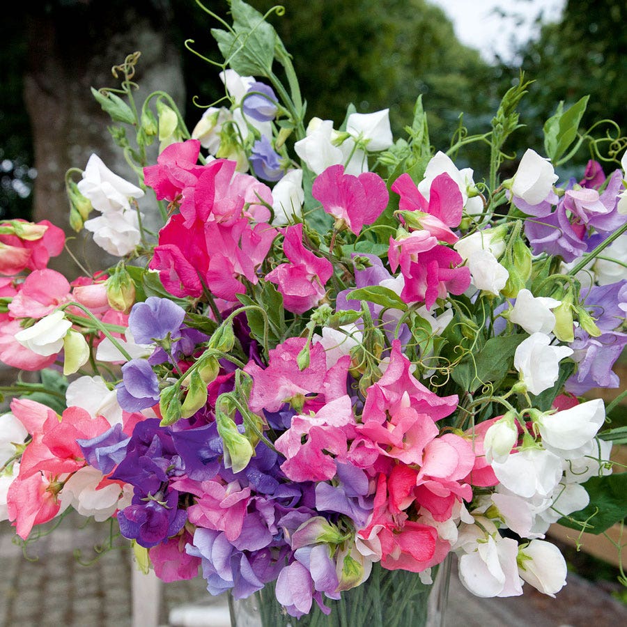 Sweet Pea Seeds
