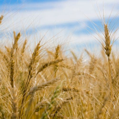oats cover crops