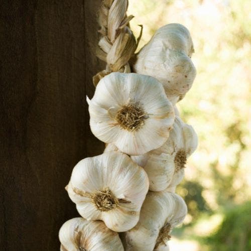 sofneck garlic braided and hanging outside