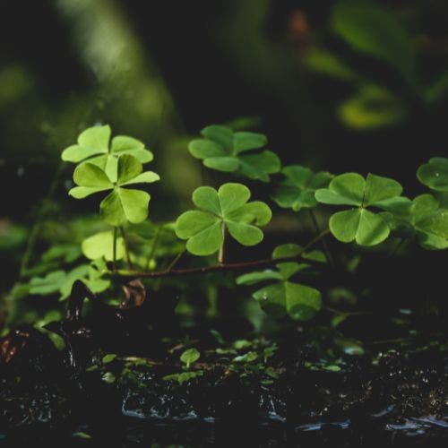 clover cover crops