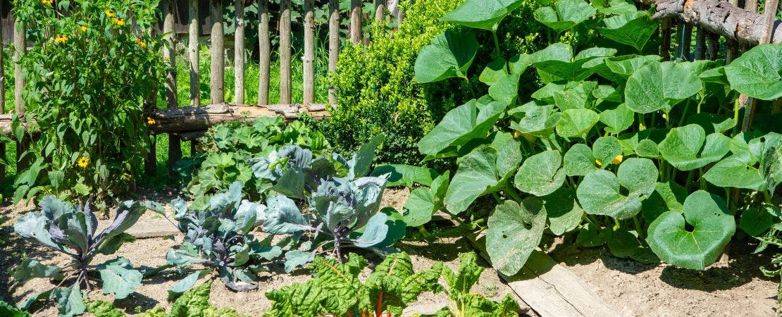 vegetables growing in small corner garden