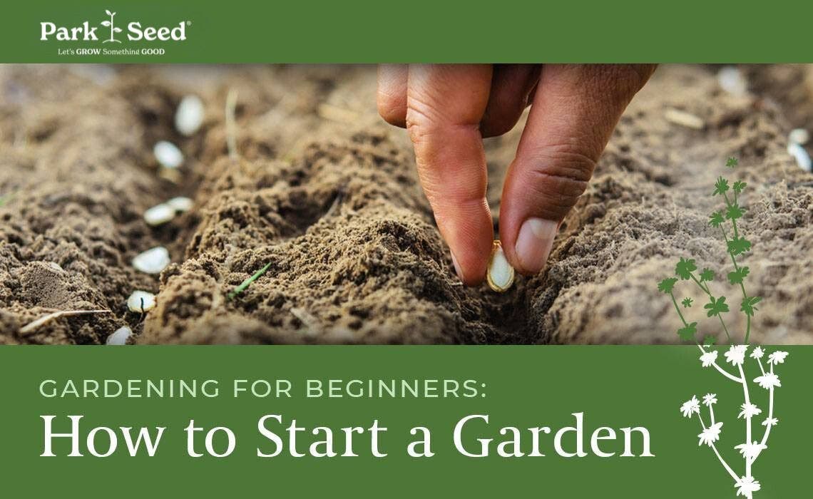 vegetable seeds for beginners