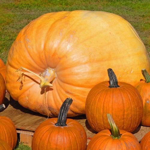 carving pumpkins surrounding a huge pumpkin
