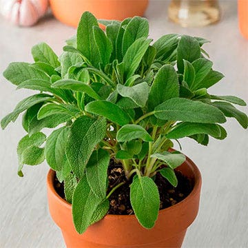 Herbs