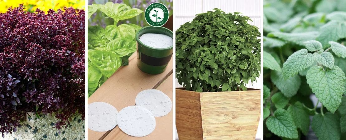 new herbs for 2025