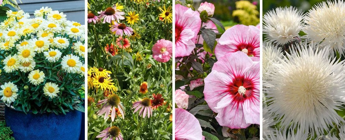 new flowers for 2025