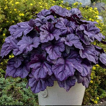 Perennials