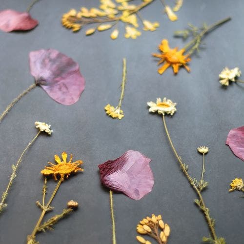 dried and pressed flowers