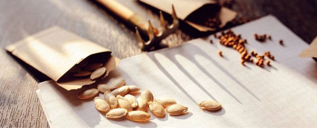 seeds spilling from paper seed packets