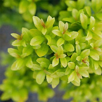 Shrubs