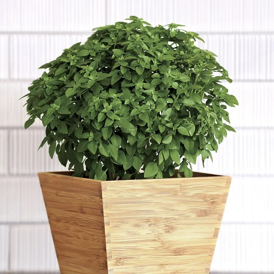 New Herbs