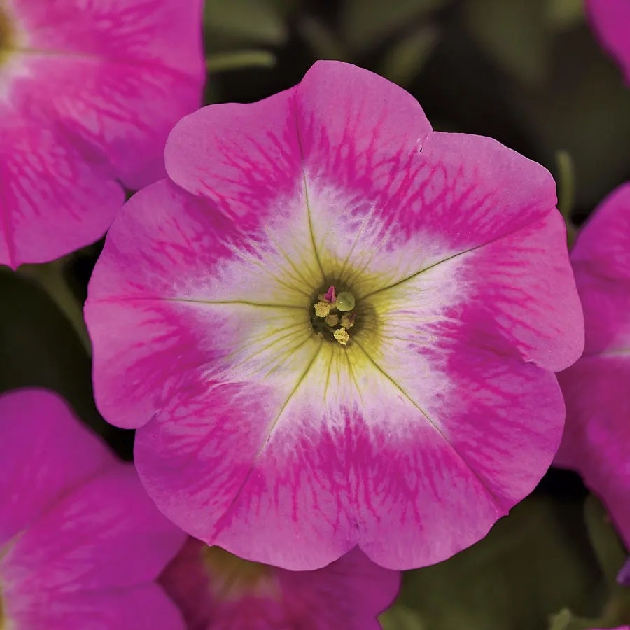 New Flower Seeds