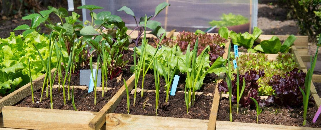 vegetables growing in patio pots