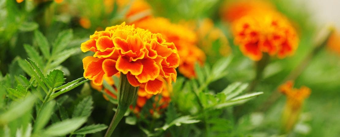 orange and yellow marigold flower close up