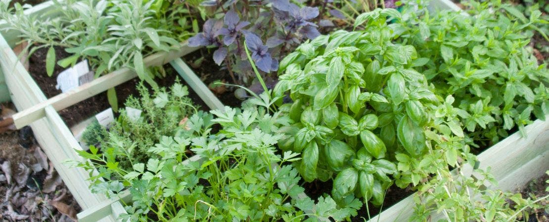 herbs growing in a square foot garden