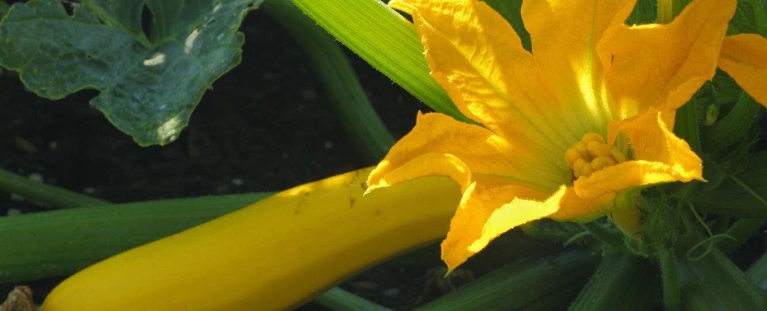 yellow summer squash fruiting and flowering