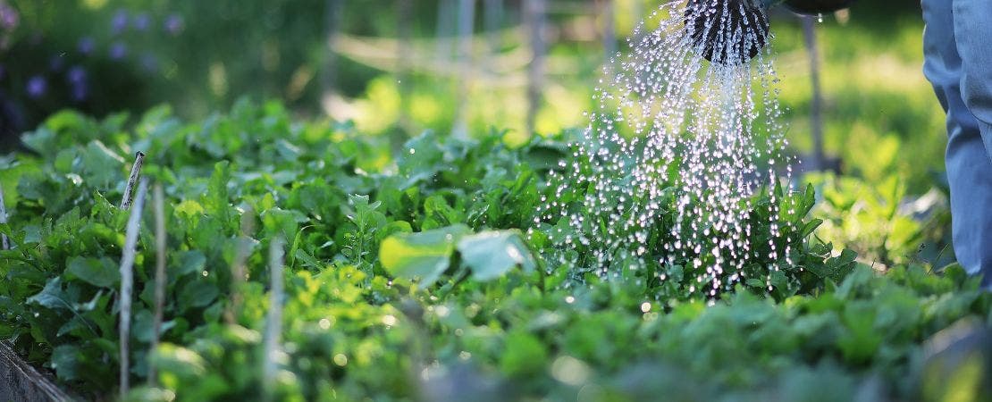watering greens in a garden