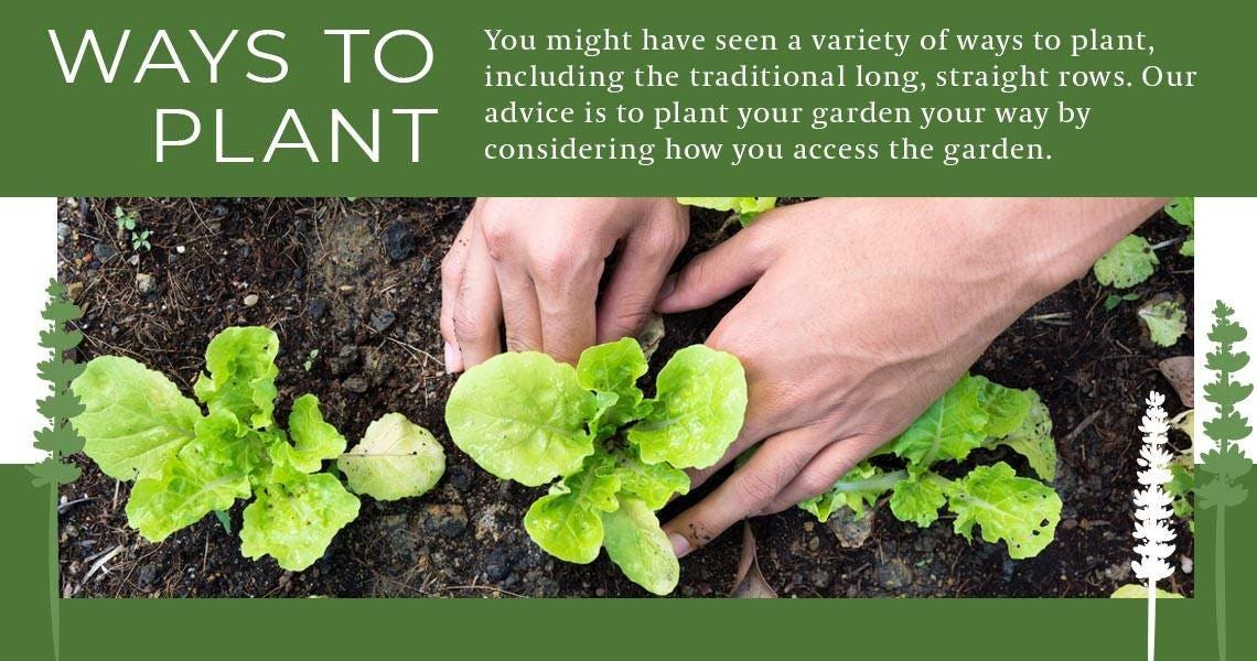 planting lettuce