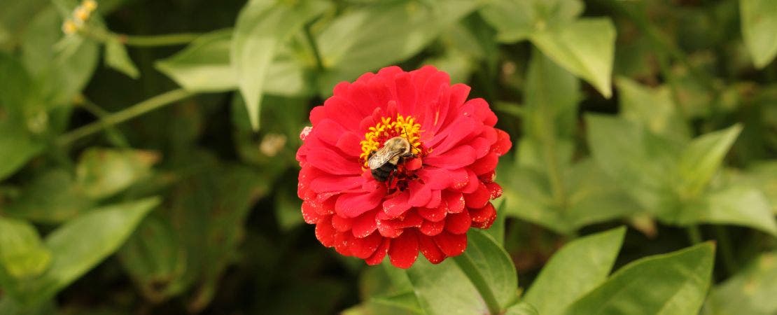 red zinnia flower with a bee