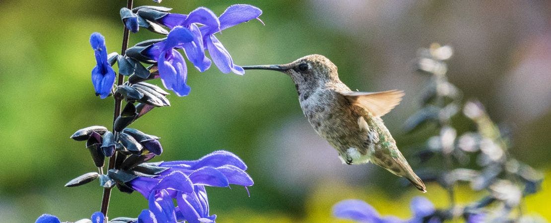 purple salvia flowers pollinated by hummingbird