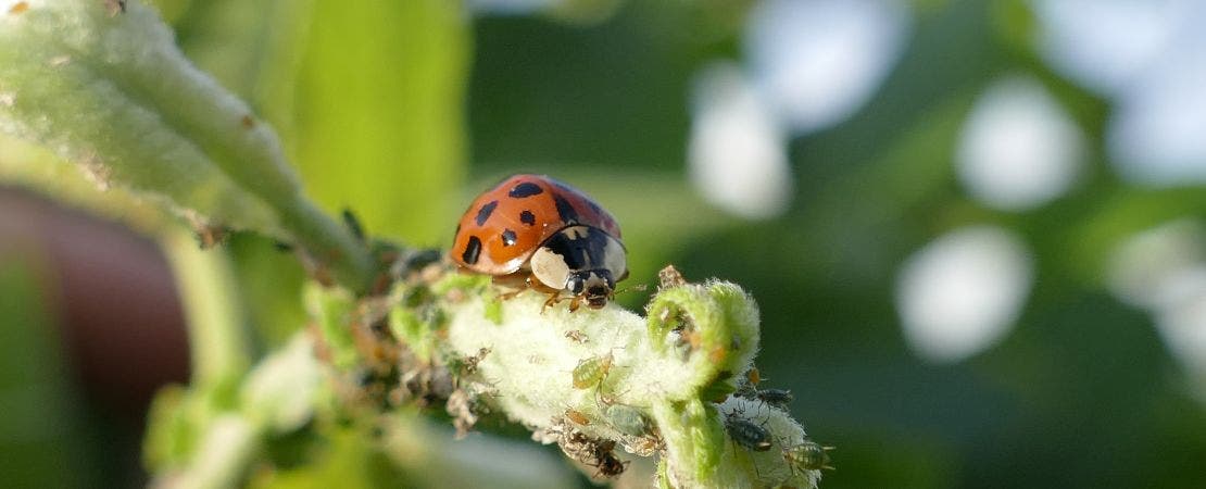 ladybug eating aphids on plant stalk