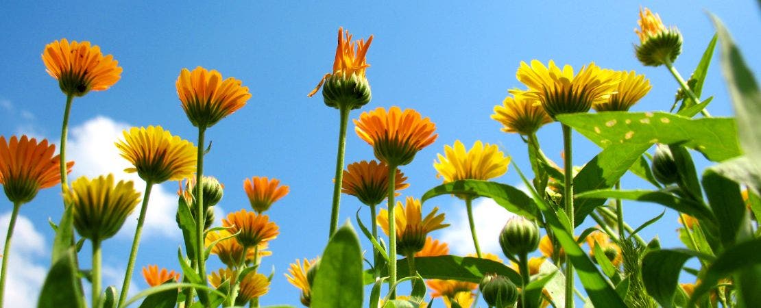 looking at the underside of calendula flowers and blue sky
