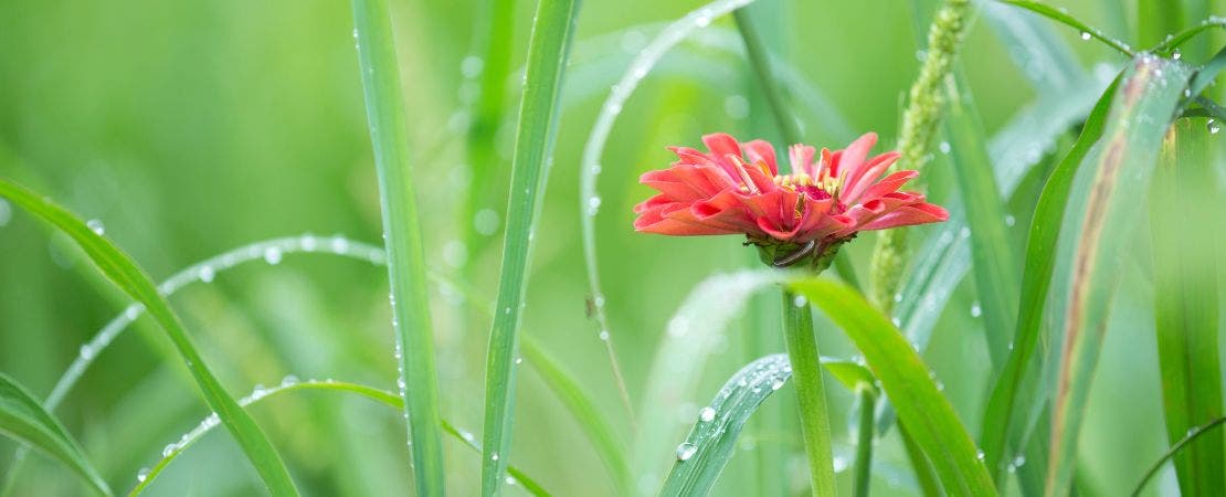 red zinnia flower with ornamental grass after rain