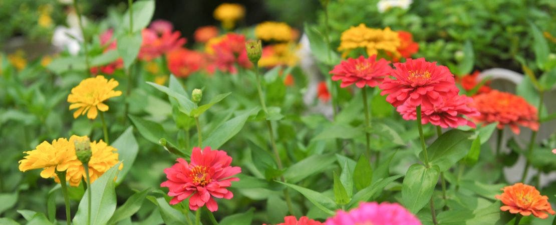 colorful zinnia blooms in garden